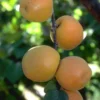 Apricot Autumn Royal Tree - Fruit Tree - 2-3 ft - 1 Gal Pot - Late Ripening