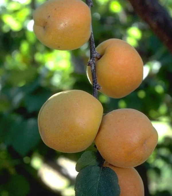Apricot Autumn Royal Tree - Fruit Tree - 2-3 ft - 1 Gal Pot - Late Ripening