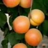 Apricot Tree - Golden Apricot Fruit Tree 3-4 ft - 3Gal Pot - Early Harvest