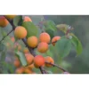 Apricot Tree - Moorpark Variety - 2-3 Ft Tall - Fruit Plant