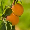 Apricot Tropic Gold Tree - Fruit Tree 2-3 Ft Potted