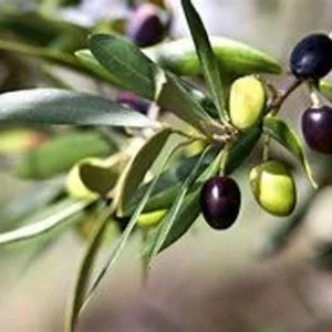 Arberquina Olive Tree - Live Plant 2 Feet Tall - 1 Gallon - Grow Tropical Delight - Not Ship CA