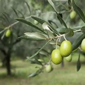 Arberquina Olive Tree - Live Plant 2 Feet Tall - 1 Gallon - Grow Tropical Delight - Not Ship CA