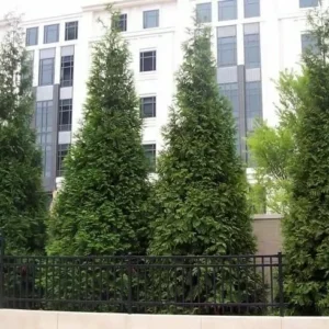 Arborvitae Green Giant Plant - 18-24 Inch Trade Gallon - Fast Growing Evergreen
