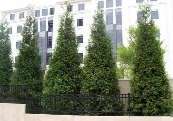 Arborvitae Green Giant Plant - 18-24 Inch Trade Gallon - Fast Growing Evergreen