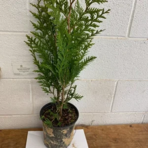 Arborvitae Green Giant Plant - 18-24 Inch Trade Gallon - Fast Growing Evergreen