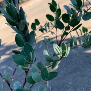 Arctostaphylos Bakeri Louise Edmunds Plant 6" Pot Shrub