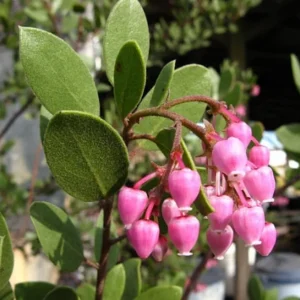 Arctostaphylos Bakeri Louise Edmunds Plant 6
