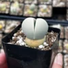 Argyroderma Testiculare Lithops x Conophytum Plant - 2" Pot - Unique Succulent