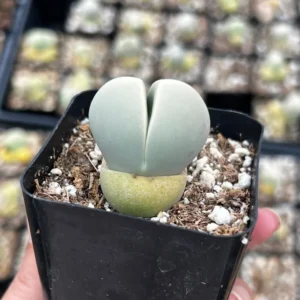 Argyroderma Testiculare Lithops x Conophytum Plant - 2