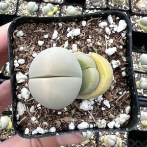 Argyroderma Testiculare Lithops x Conophytum Plant - 2
