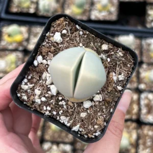 Argyroderma Testiculare Lithops x Conophytum Plant - 2