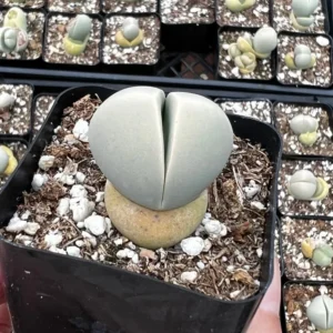 Argyroderma Testiculare Lithops x Conophytum Plant - 2