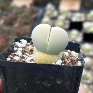 Argyroderma Testiculare Lithops x Conophytum Plant - 2