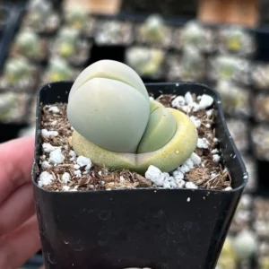Argyroderma Testiculare Lithops x Conophytum Plant - 2