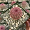 Arizona Rainbow Cactus Echinocereus Rigidissimus Colorful Potted Plant-3 Inch Pot