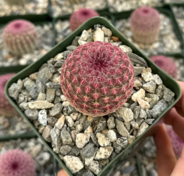 Arizona Rainbow Cactus Echinocereus Rigidissimus Colorful Potted Plant-3 Inch Pot