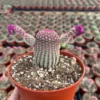 Arizona Rainbow Cactus Echinocereus Rigidissimus Colorful Potted Plant-3 Inch Pot