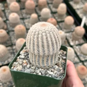 Arizona Rainbow Cactus Echinocereus Rigidissimus Colorful Potted Plant-3 Inch Pot