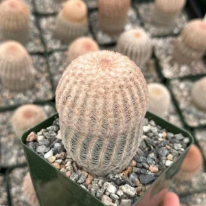 Arizona Rainbow Cactus Echinocereus Rigidissimus Colorful Potted Plant-3 Inch Pot