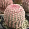 Arizona Rainbow Cactus Echinocereus Rigidissimus Colorful Potted Plant-3 Inch Pot