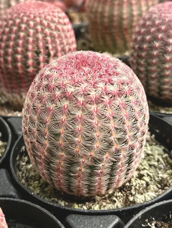 Arizona Rainbow Cactus Echinocereus Rigidissimus Colorful Potted Plant-3 Inch Pot