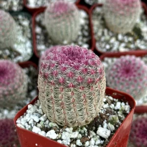 Arizona Rainbow Cactus Echinocereus Rigidissimus Colorful Potted Plant-3 Inch Pot