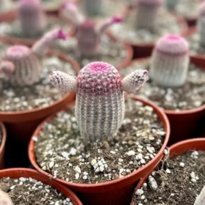 Arizona Rainbow Cactus Echinocereus Rigidissimus Colorful Potted Plant-3 Inch Pot