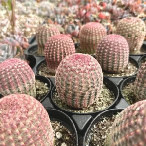 Arizona Rainbow Cactus Echinocereus Rigidissimus Colorful Potted Plant-3 Inch Pot