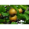 Asian Pear Tree - Shinseiki Yellow Pear Fruit Plant - 3-4 Feet - 3Gal Pot