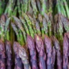 Asparagus Garden Variety Pack: Jersey Knight, Mary Washington, Purple Passion - 30 Crowns
