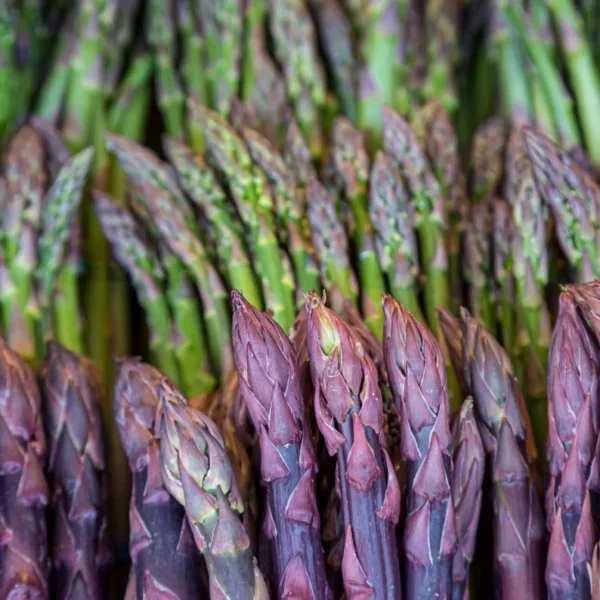 Asparagus Garden Variety Pack: Jersey Knight, Mary Washington, Purple Passion - 30 Crowns