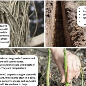 Asparagus Garden Variety Pack: Jersey Knight, Mary Washington, Purple Passion - 30 Crowns