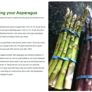 Asparagus Plants: 25 Heirloom 'Mary Washington' Crowns - 2 Year Roots - Buy 4 Get 1 Free!