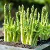 Asparagus Plants - 50 Heirloom Mary Washington Asparagus Crowns - 2 Year Roots