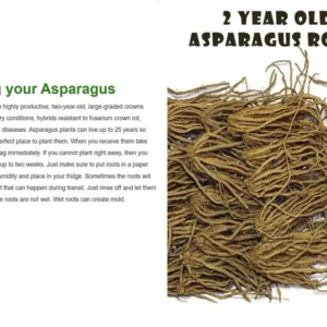 Asparagus Plants - 50 Heirloom Mary Washington Asparagus Crowns - 2 Year Roots