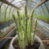 Asparagus Plants Heirloom - 5 Asparagus Crowns - 2 Year Healthy Roots - Buy 4 Get 1 Free