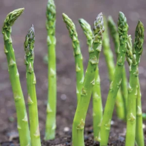 Asparagus Plants Heirloom Mary Washington Crowns - 2 Year Old Roots - Buy 4 Get 1 Free!