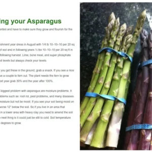 Asparagus Plants Jersey Knight - 5 x 2 Year Crowns