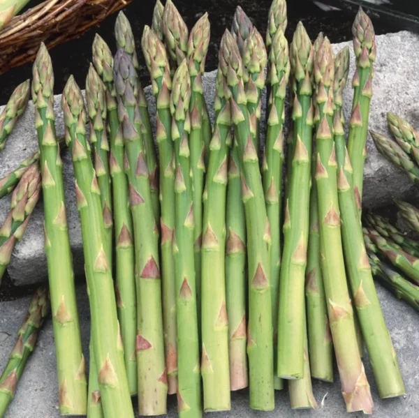 Asparagus Plants 'Jersey Knight' - 50 Crowns, 2 Year Roots - Buy 4 Get 1 Free