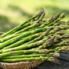 Asparagus Variety Bareroot Pack - Fall Planting Vegetable Mix - 25 Plants Total