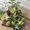 Assorted Succulent Cuttings - Unique Variety Pack - Colorful Indoor Decor