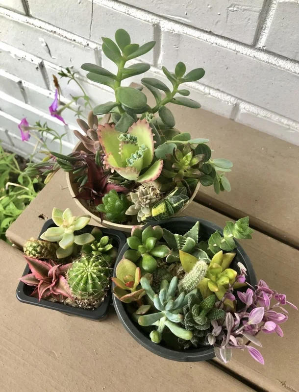 Assorted Succulent Cuttings - Unique Variety Pack - Colorful Indoor Decor