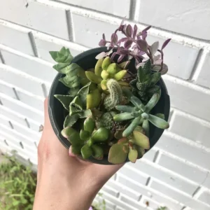Assorted Succulent Cuttings - Unique Variety Pack - Colorful Indoor Decor