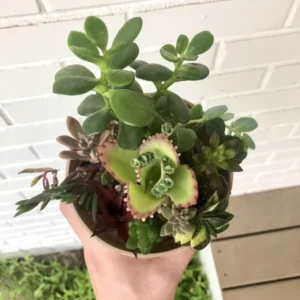 Assorted Succulent Cuttings - Unique Variety Pack - Colorful Indoor Decor