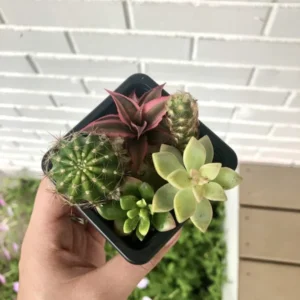Assorted Succulent Cuttings - Unique Variety Pack - Colorful Indoor Decor