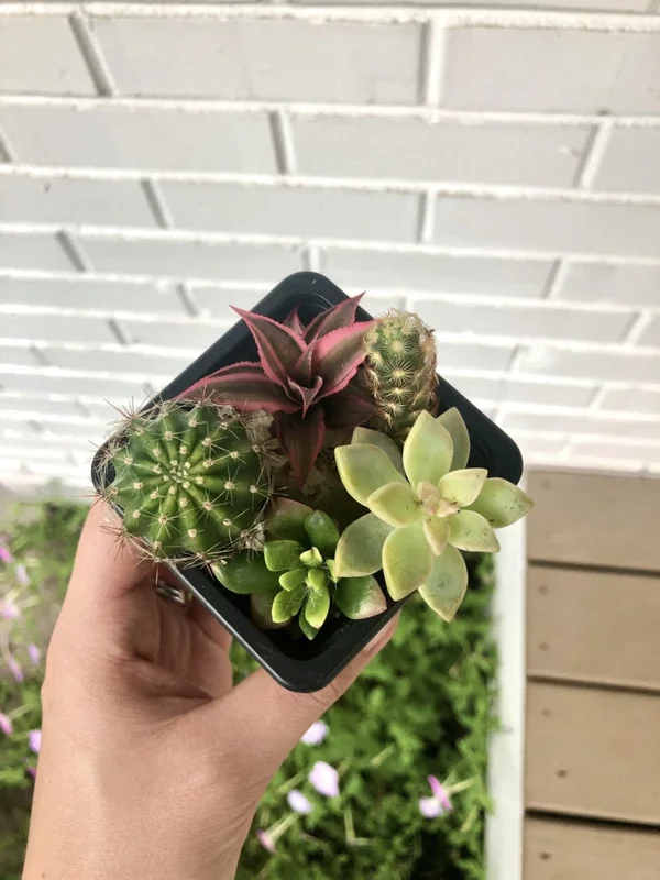 Assorted Succulent Cuttings - Unique Variety Pack - Colorful Indoor Decor