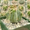 Astrophytum Ornatum Star Cactus - 3" Potted Rare Cactus