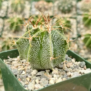 Astrophytum Ornatum Star Cactus - 3