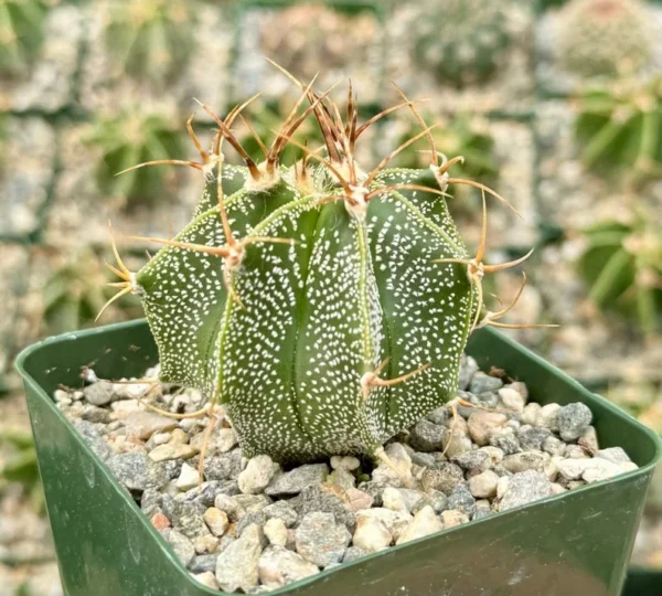 Astrophytum Ornatum Star Cactus - 3" Potted Rare Cactus